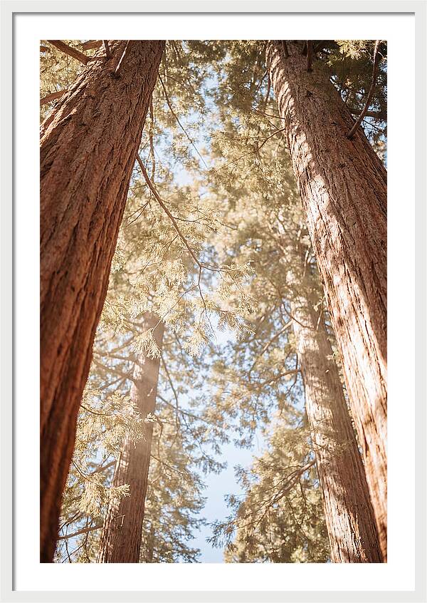Majestic Sequoias Reaching Skyward