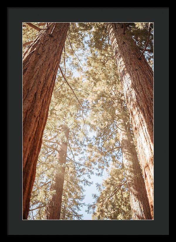 Majestic Sequoias Reaching Skyward