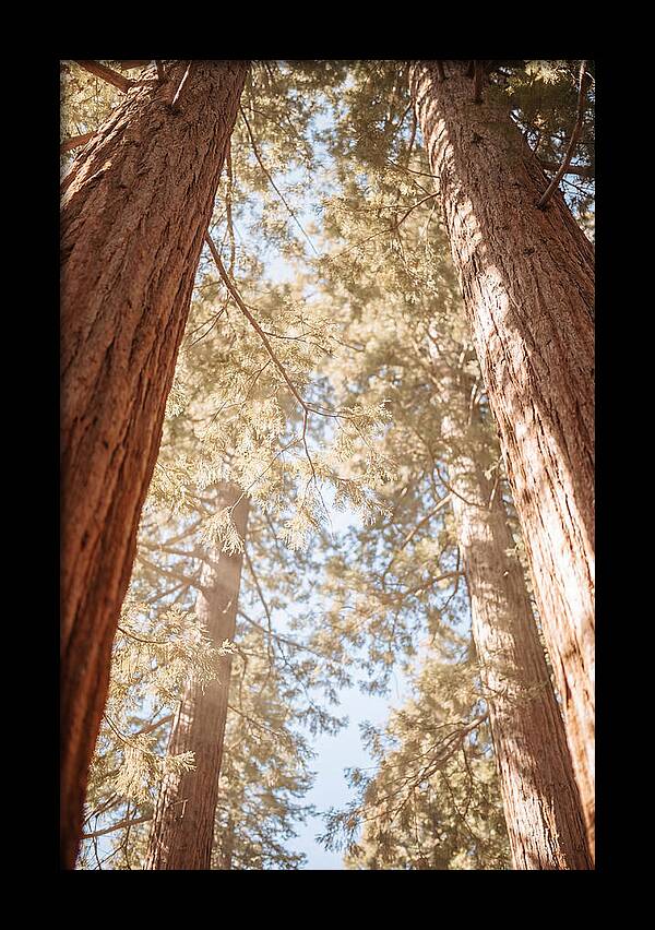 Majestic Sequoias Reaching Skyward