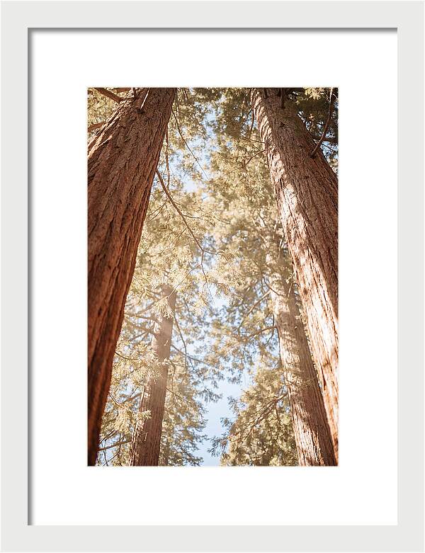 Majestic Sequoias Reaching Skyward