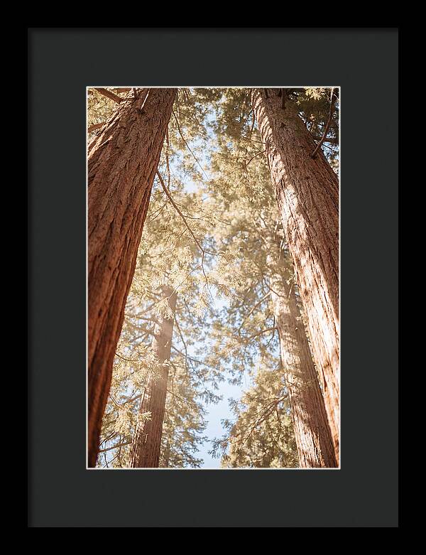 Majestic Sequoias Reaching Skyward