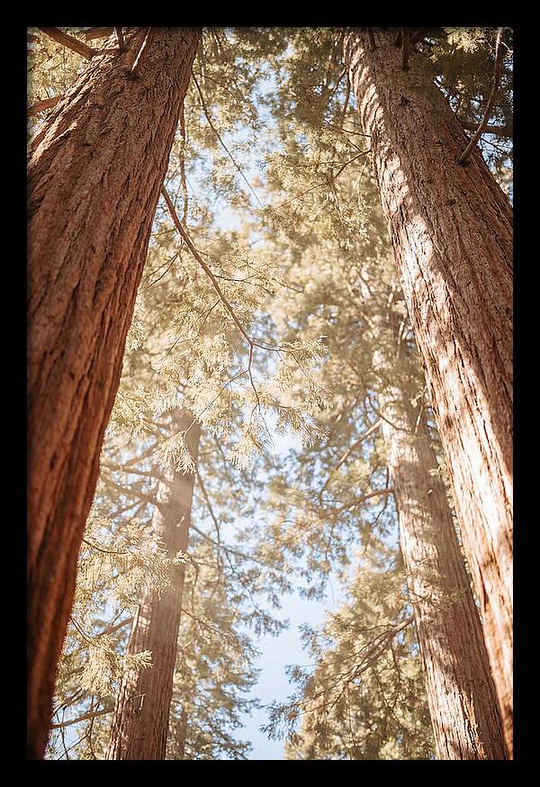 Majestic Sequoias Reaching Skyward