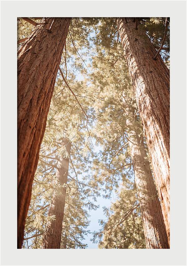 Majestic Sequoias Reaching Skyward