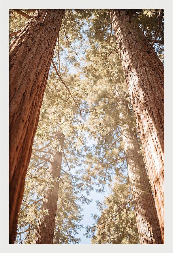 Majestic Sequoias Reaching Skyward