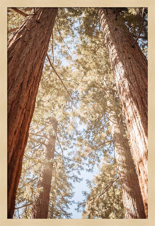 Majestic Sequoias Reaching Skyward