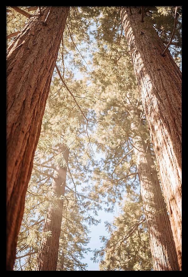 Majestic Sequoias Reaching Skyward