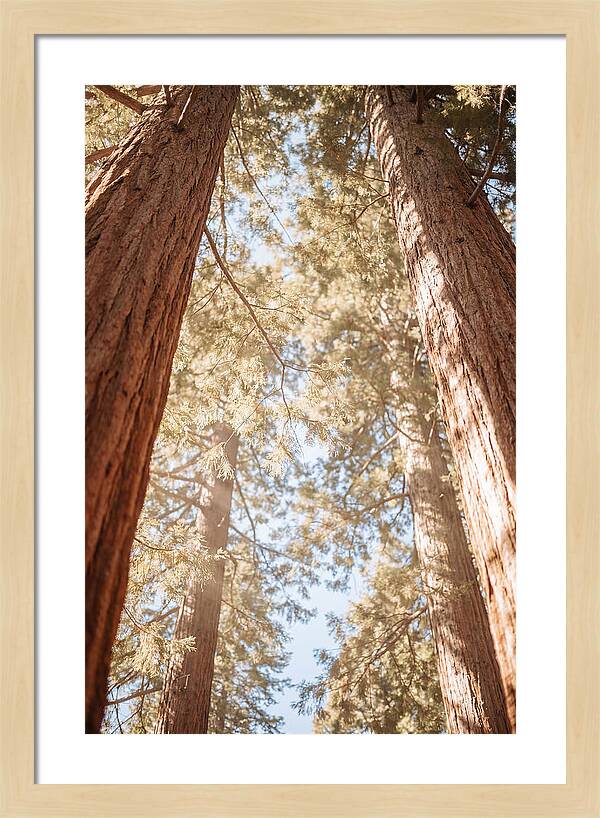 Majestic Sequoias Reaching Skyward