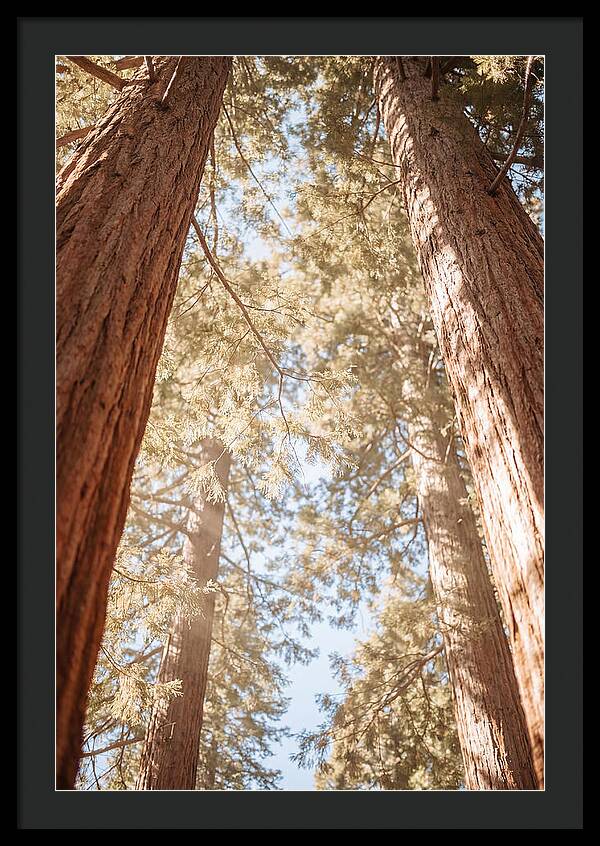 Majestic Sequoias Reaching Skyward