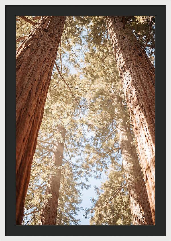 Majestic Sequoias Reaching Skyward