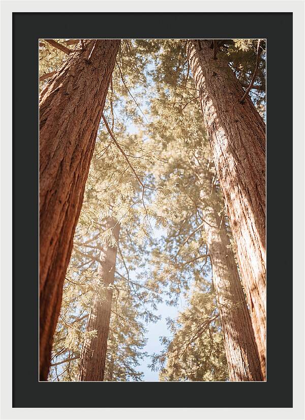 Majestic Sequoias Reaching Skyward