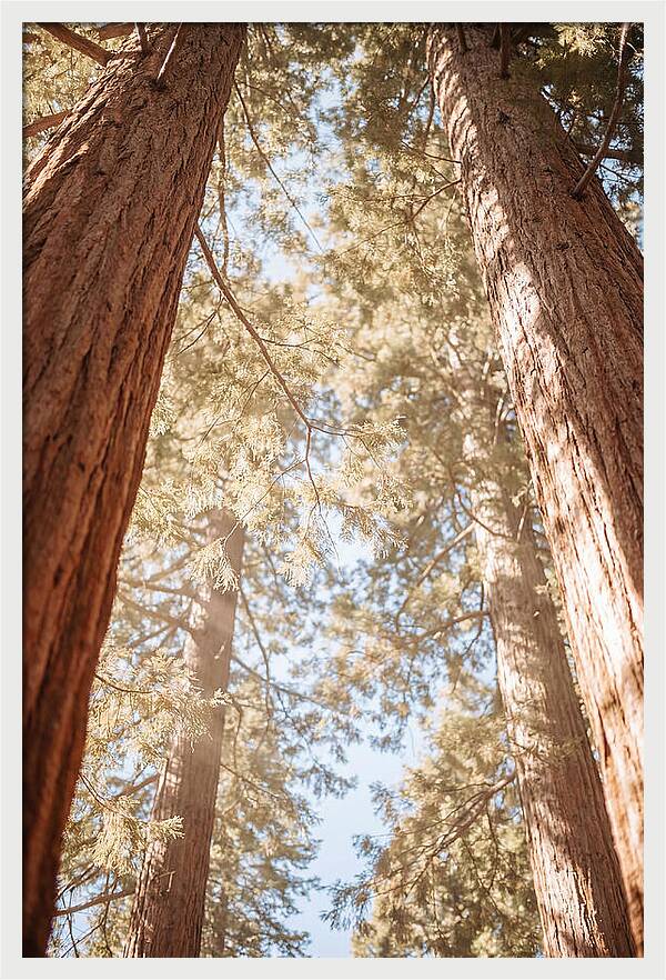 Majestic Sequoias Reaching Skyward