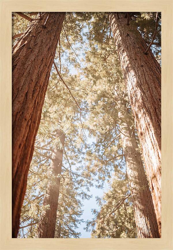 Majestic Sequoias Reaching Skyward