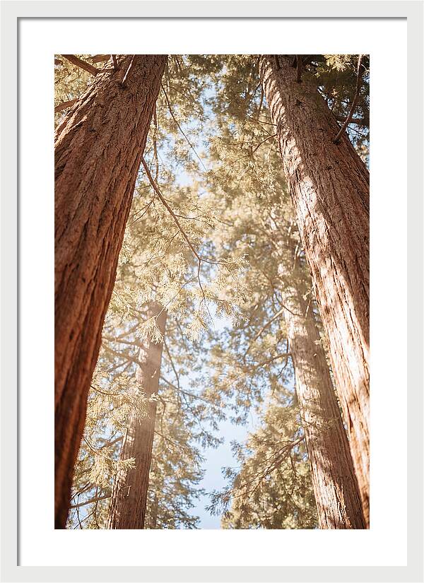 Majestic Sequoias Reaching Skyward