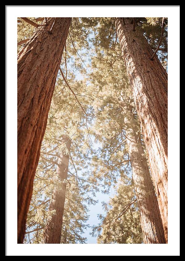 Majestic Sequoias Reaching Skyward