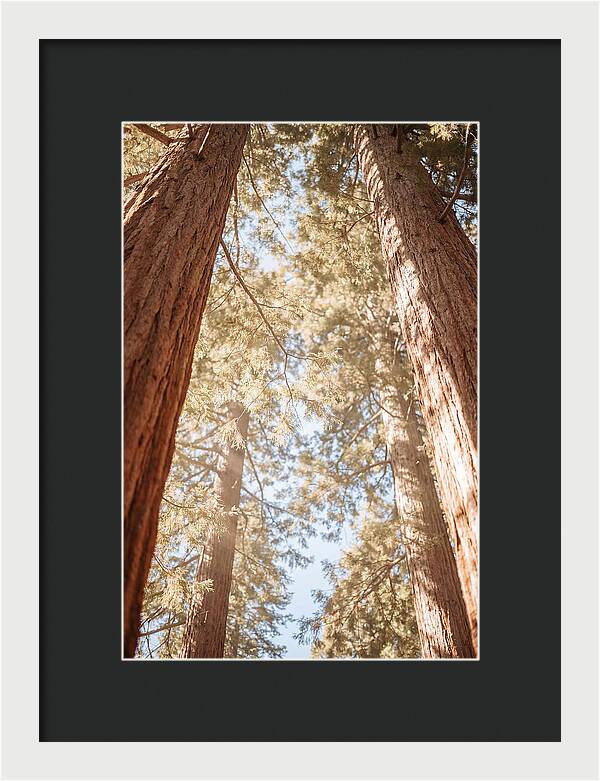 Majestic Sequoias Reaching Skyward