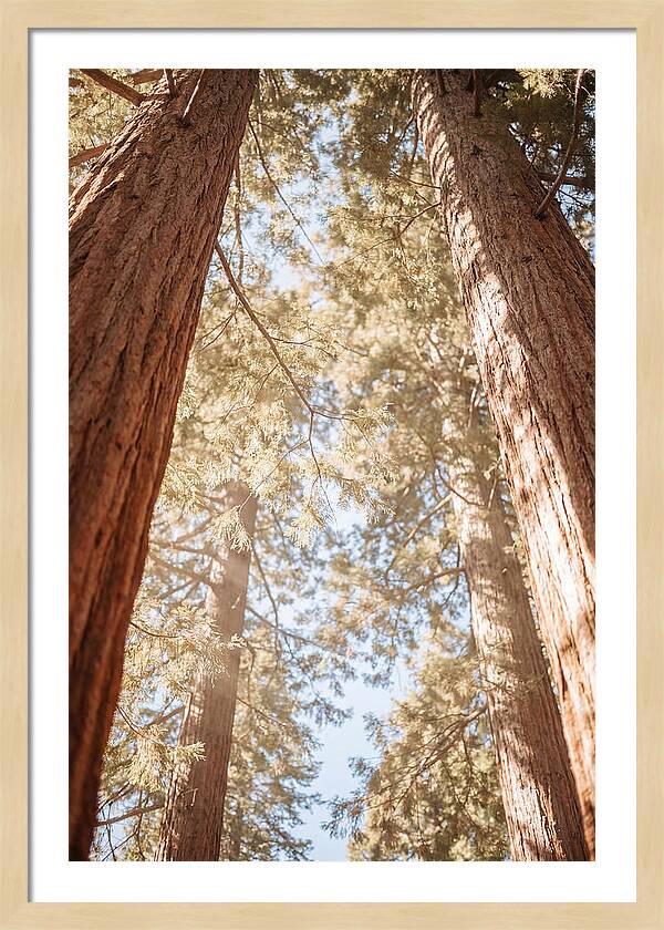 Majestic Sequoias Reaching Skyward