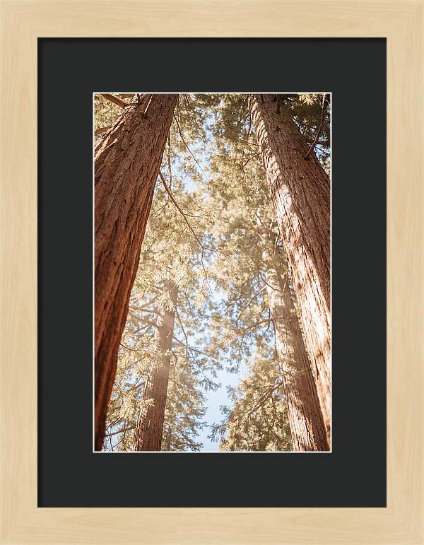 Majestic Sequoias Reaching Skyward