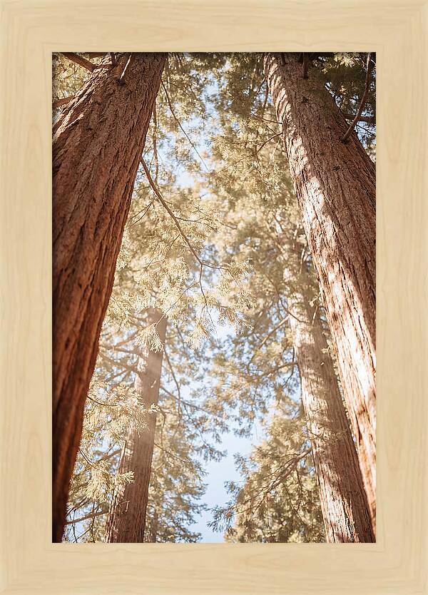 Majestic Sequoias Reaching Skyward