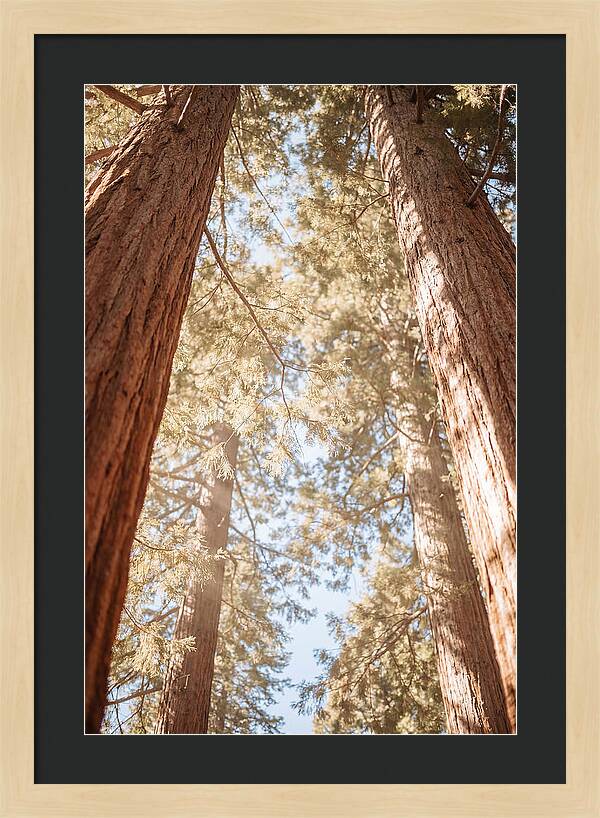 Majestic Sequoias Reaching Skyward