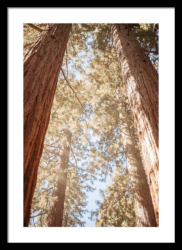 Majestic Sequoias Reaching Skyward