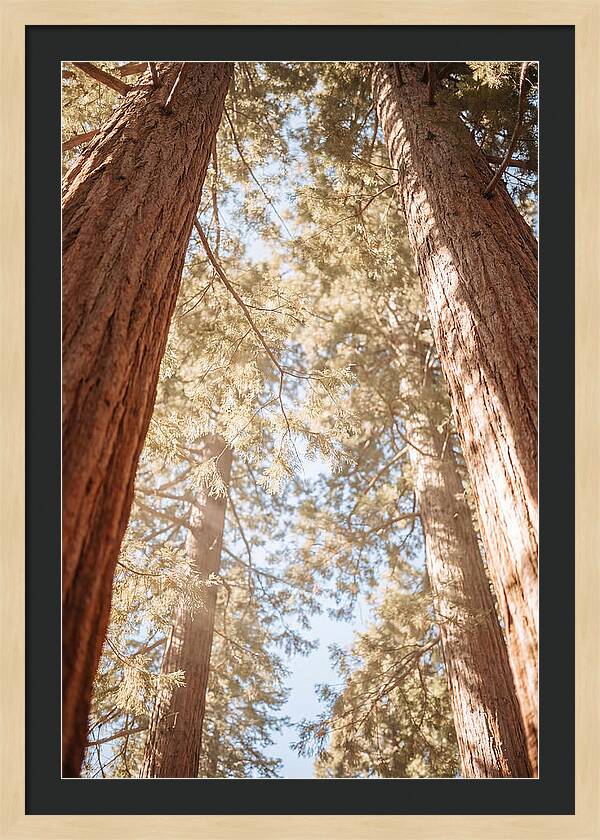 Majestic Sequoias Reaching Skyward