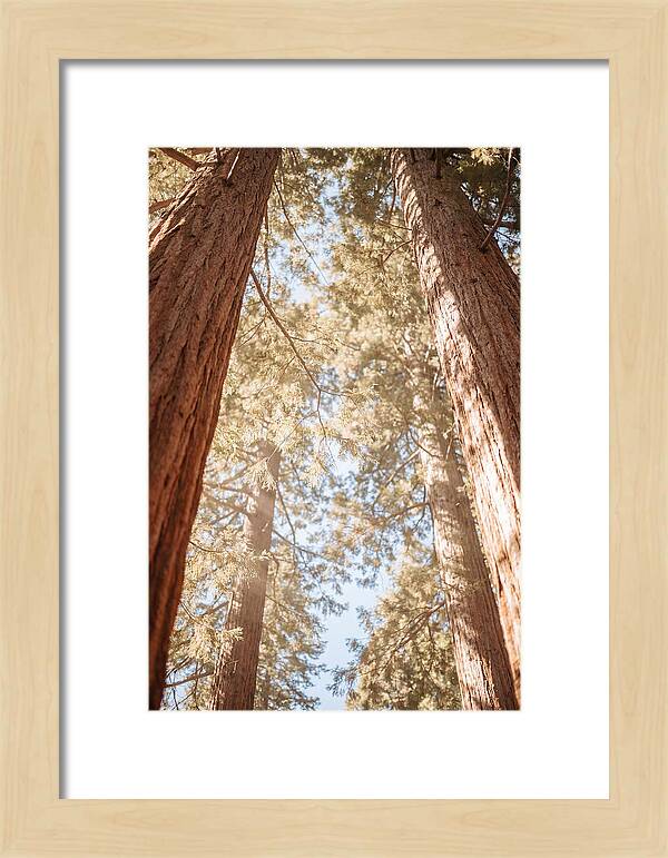 Majestic Sequoias Reaching Skyward