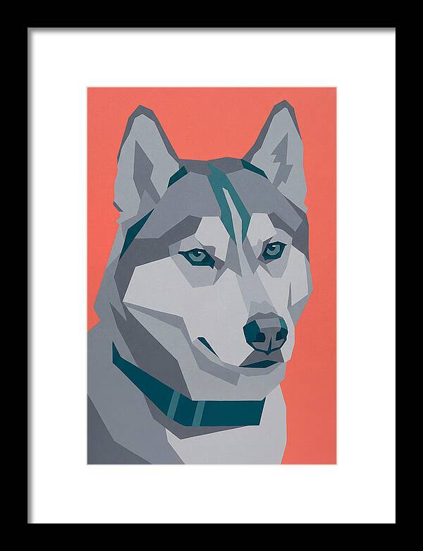 Majestic Siberian Husky Closeup