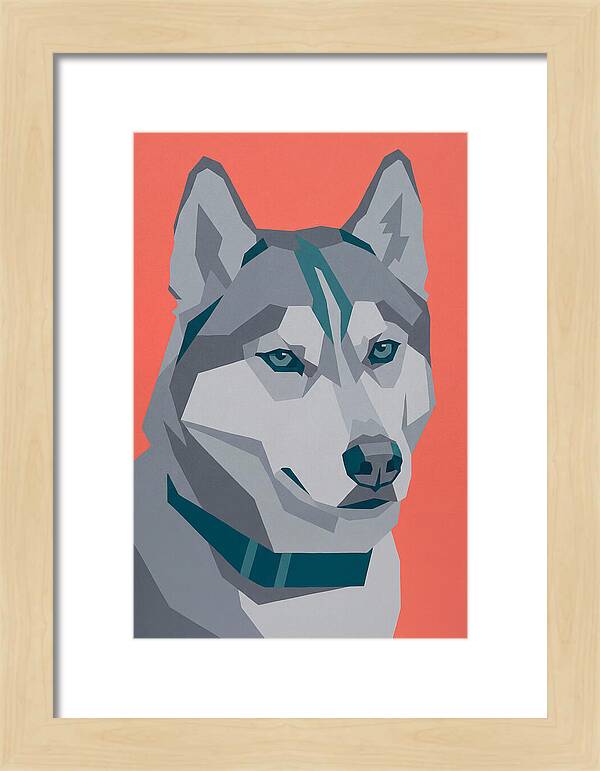 Majestic Siberian Husky Closeup