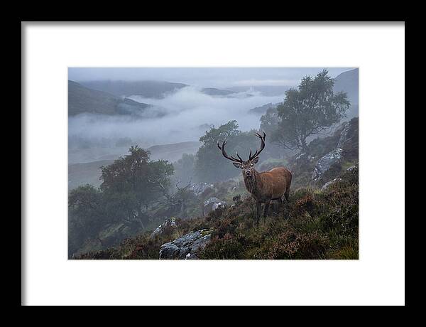 Majestic Stag Amidst Mist
