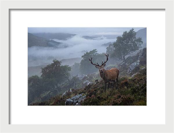 Majestic Stag Amidst Mist