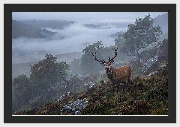 Majestic Stag Amidst Mist