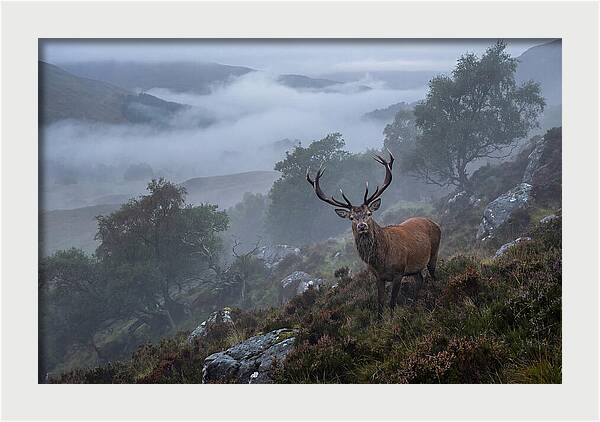 Majestic Stag Amidst Mist