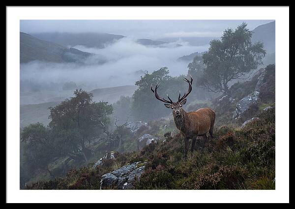 Majestic Stag Amidst Mist