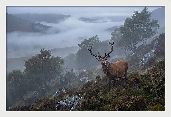Majestic Stag Amidst Mist