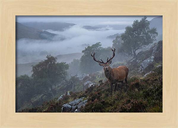 Majestic Stag Amidst Mist