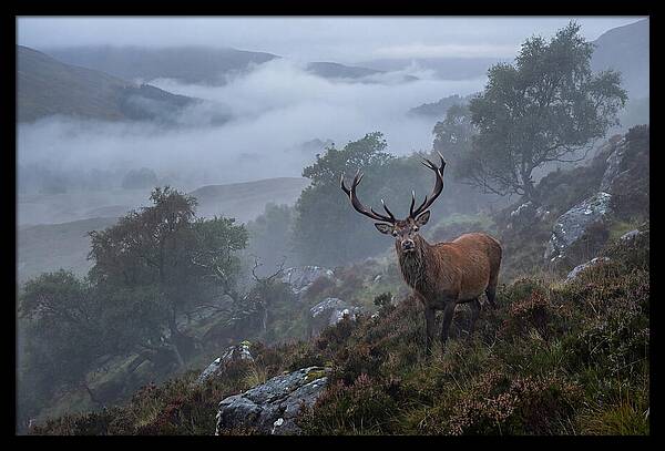 Majestic Stag Amidst Mist