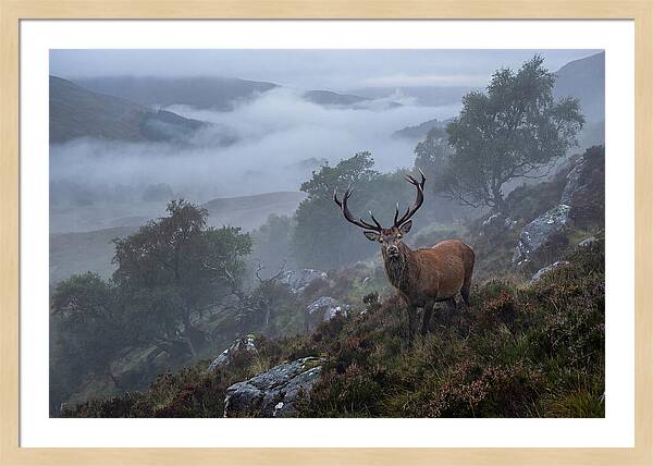 Majestic Stag Amidst Mist