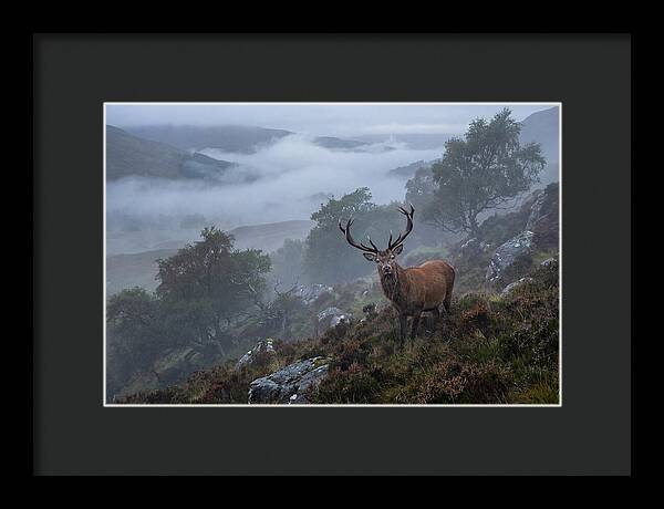 Majestic Stag Amidst Mist