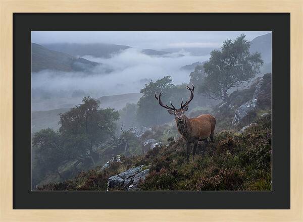 Majestic Stag Amidst Mist