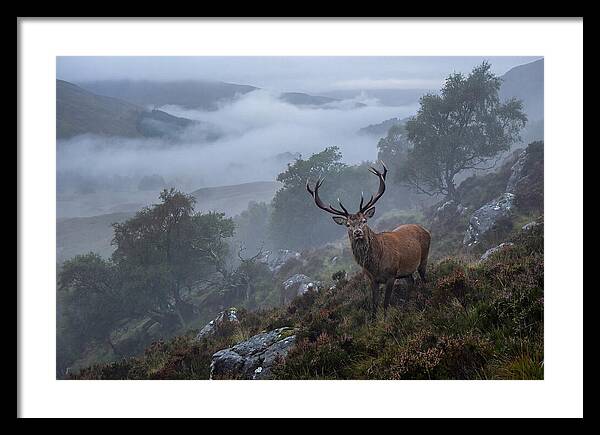 Majestic Stag Amidst Mist