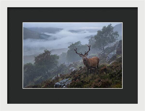 Majestic Stag Amidst Mist