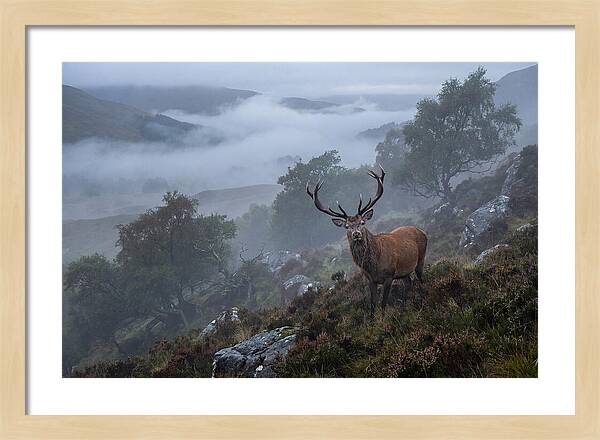 Majestic Stag Amidst Mist
