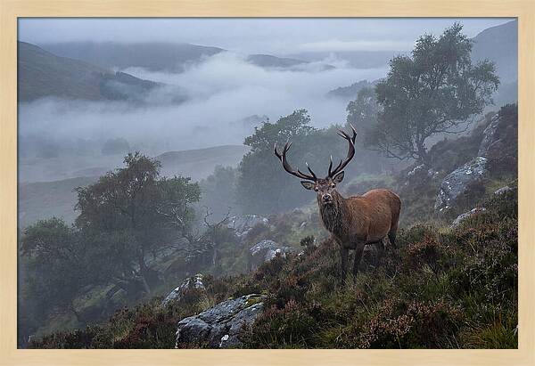 Majestic Stag Amidst Mist