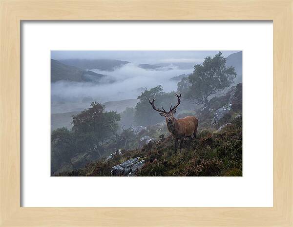 Majestic Stag Amidst Mist