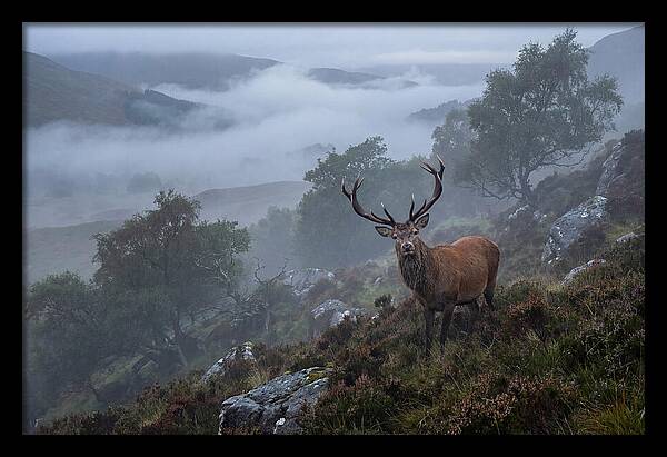 Majestic Stag Amidst Mist