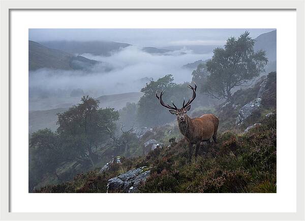 Majestic Stag Amidst Mist