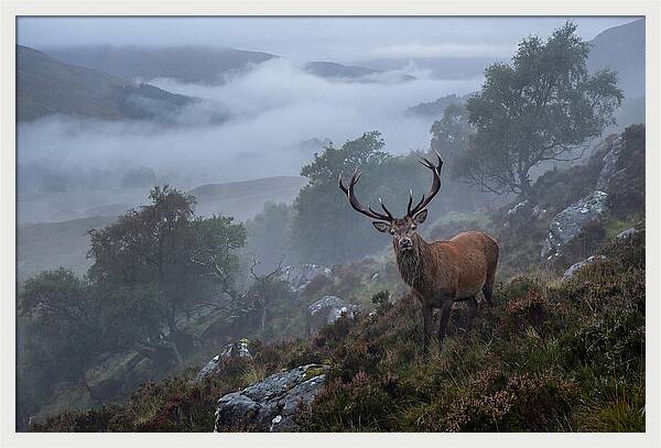 Majestic Stag Amidst Mist