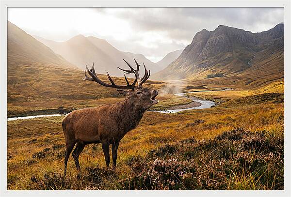 Majestic Stag In The Forest