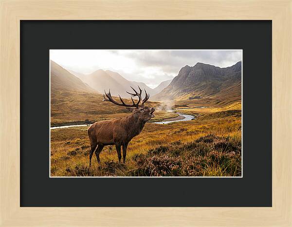 Majestic Stag In The Forest