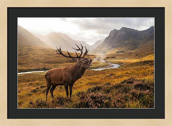 Majestic Stag In The Forest